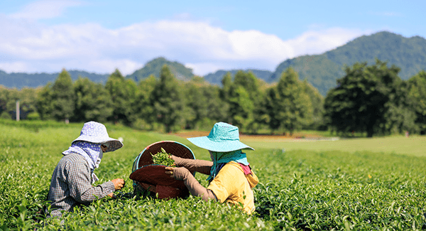 twentyfifty Impact Report cover image